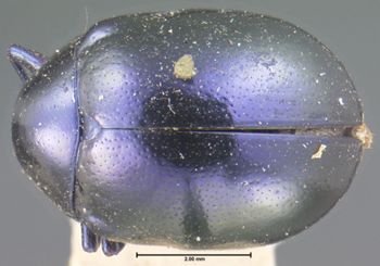 Media type: image; Entomology 17296   Aspect: habitus dorsal view